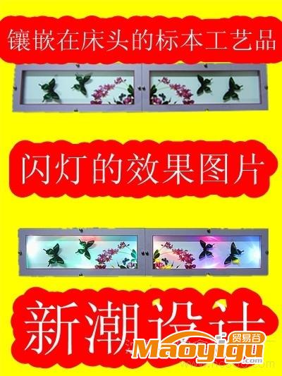 供應(yīng)蝴蝶標本1批發(fā)蝴蝶標本工藝品