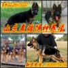 湖北省孝感哪里有賣蘇聯(lián)紅犬的蘇聯(lián)紅犬價格