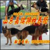 新聞：海陽(yáng)
德牧幼犬多少錢‘