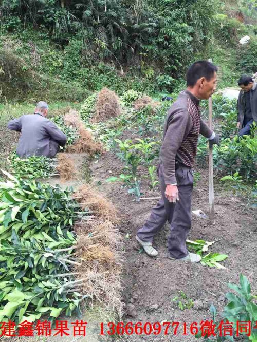 新聞：海南紅心蜜柚苗的價格