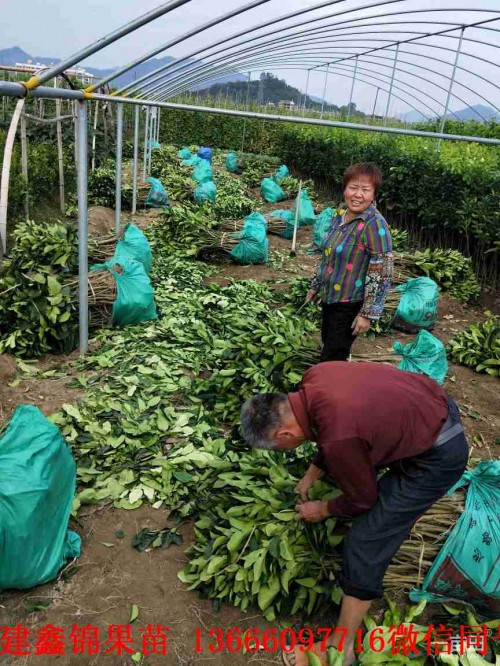 新聞：揚州哪里有蜜柚苗