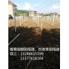 廣東百香果種植搭設(shè)棚架_廣東百香果園棚架搭建供應(yīng)(多圖)-高