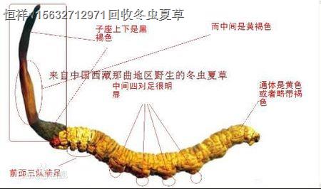 廈門(收購-回收）冬蟲夏草丨廈門回收蟲草行情