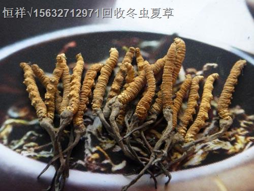 菏澤(收購(gòu)-回收）冬蟲夏草丨菏澤回收同仁堂蟲草