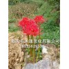 出售老鴉蒜種球_曼珠沙華球根多少錢(查看)-供應(yīng)石蒜種子_石