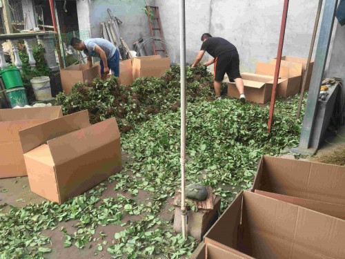 天津市京藏香草莓種植前注意事項