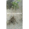 新聞:出售黃蠟瓜苗_九月瓜種苗種植基地(在線咨詢)